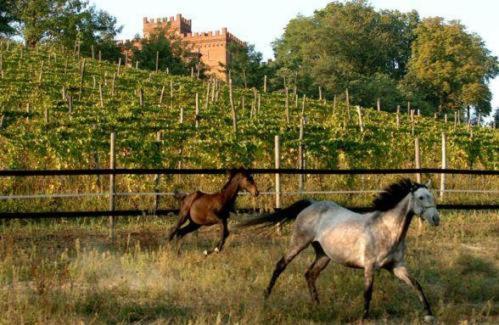 הוילה אסטי La Cascina Del Castello מראה חיצוני תמונה